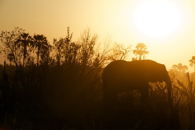 草旁大象的剪影摄影